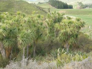 Fenced off cabbage trees at Bonaveree farm - soon to be joined by a further 50 hectares for regenerating natives