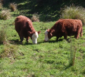 Cows grazing wetland - Porirua catchment