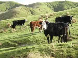 Happy stock on Bonaveree.  