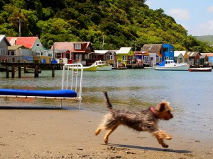 Pauatahanui Inlet, Porirua, New Zealand Photo: Robyn Moore
