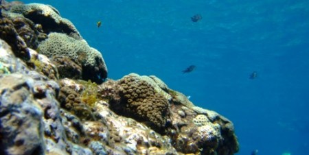 Coral Image credit Tom Hitchon