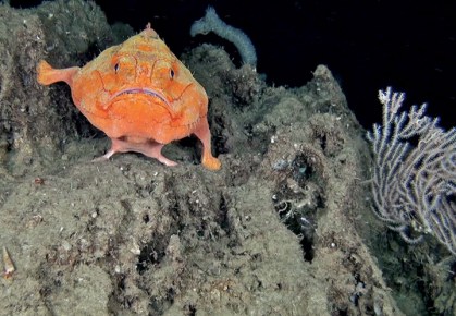 Gaper - perfect title for this cartoon-like Seamount creature Image credit - National Geographic Magazine