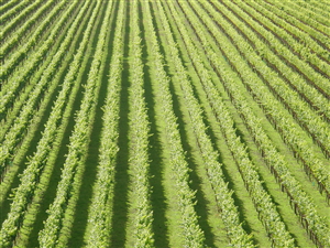 Vines in Eastern Marlborough