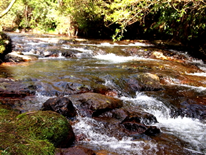 Kaiate Scenic Reserve and Rerekawau Falls near Tauranga