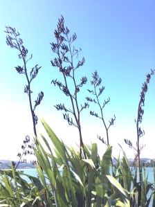 New Zealand flax flourishes at the shores of Pauatahanui Inlet - this is one of the country’s most distinctive native plants. It has sword-shaped leaves 1–3 metres long that grow in a fan shape. In spring, birds – particularly tūī – flock to feed on the nectar of its tube-like flowers, which bloom on stems up to 4.5 metres long.  New Zealand flax is not a true flax like linen flax (Linum usitatissimum), but related to the day lily. It belongs to the Hemerocallidaceae family and the Phormium genus. It grows naturally only in New Zealand and Norfolk Island – no other country has produced a plant quite like it. There are two confirmed species in New Zealand: Phormium tenax and Phormium cookianum.  The more common Phormium tenax, with its distinctive red flowers and upward curving seed pods, is also known as harakeke or swamp flax. Phormium tenax grows on lowland swamps throughout New Zealand. Thanks Te ara.govt.org.nz for this information. Image R M Moore
